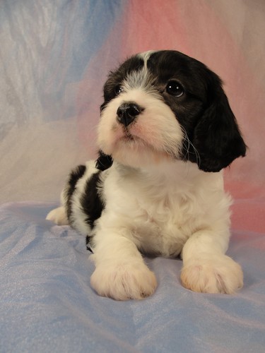 Male Black and White Cavachon Puppy for sale #20 Born February 8th, 2012